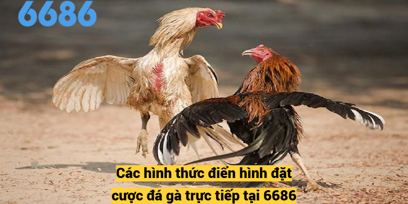 Các hình thức điển hình đặt cược đá gà trực tiếp tại 6686