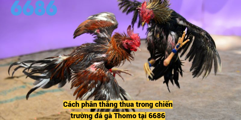 Cách phân thắng thua trong chiến trường đá gà Thomo tại 6686