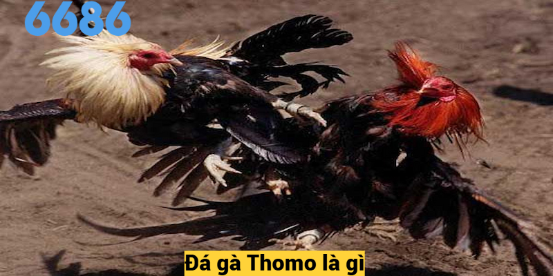 Đá gà Thomo là gì?