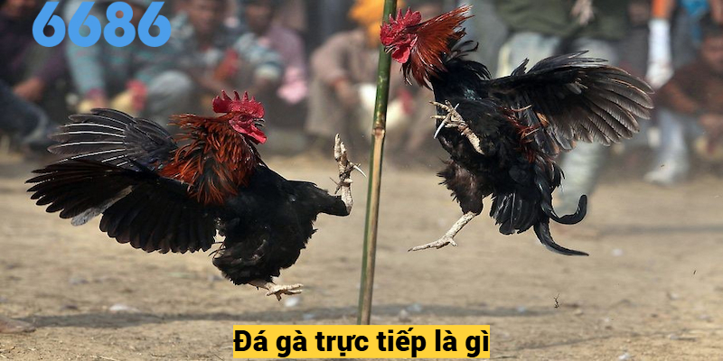 Đá gà trực tiếp là gì?