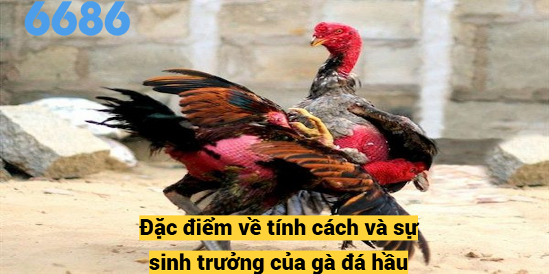 Hướng dẫn cách chăm sóc và nuôi dưỡng gà đá hầu