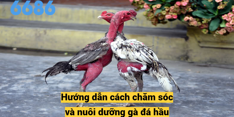 Đặc điểm về tính cách và sự sinh trưởng của gà đá hầu