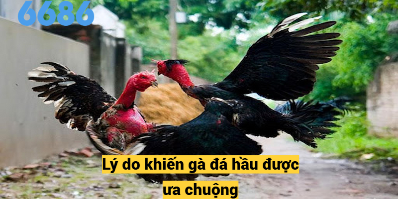 Lý do khiến gà đá hầu được ưa chuộng