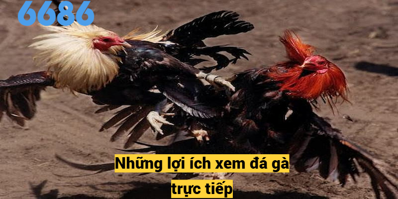 Những lợi ích xem đá gà trực tiếp