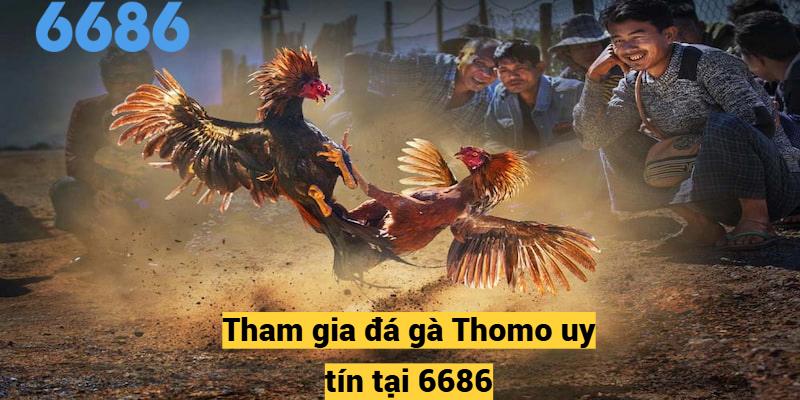 Tham gia đá gà Thomo uy tín tại 6686