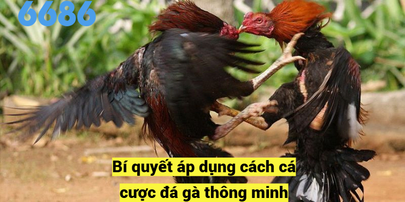 Bí quyết áp dụng cách cá cược đá gà thông minh