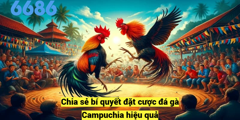 Chia sẻ bí quyết đặt cược đá gà Campuchia hiệu quả
