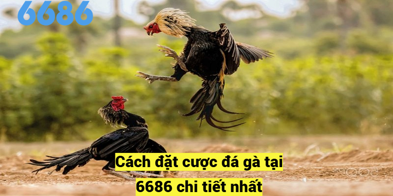Cách đặt cược đá gà tại 6686 chi tiết nhất
