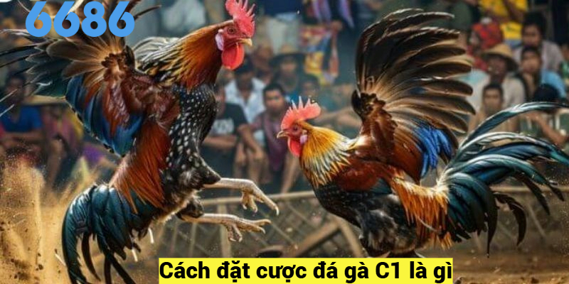 Cách đặt cược đá gà C1 là gì?
