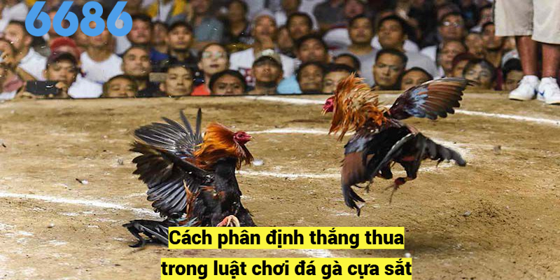 Cách phân định thắng thua trong luật chơi đá gà cựa sắt