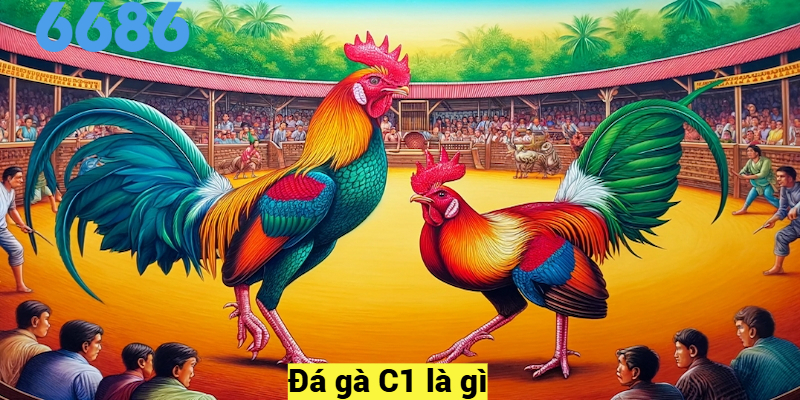 Đá gà C1 là gì?