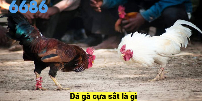 Đá gà cựa sắt là gì?