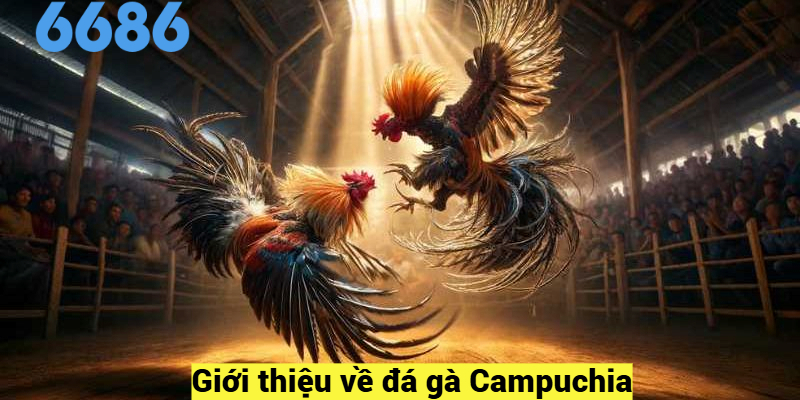Giới thiệu về đá gà Campuchia