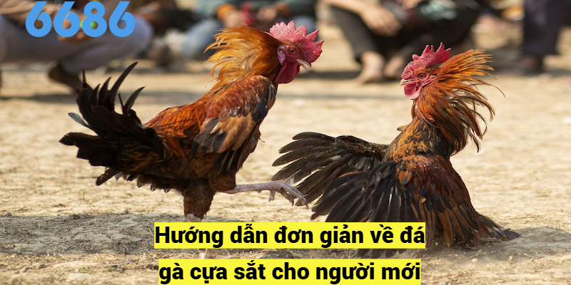 Hướng dẫn đơn giản về đá gà cựa sắt cho người mới