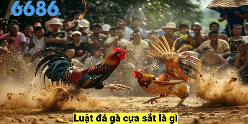 Luật đá gà cựa sắt là gì?