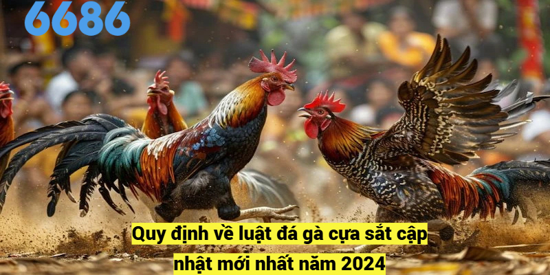 Quy định về luật đá gà cựa sắt cập nhật mới nhất năm 2024