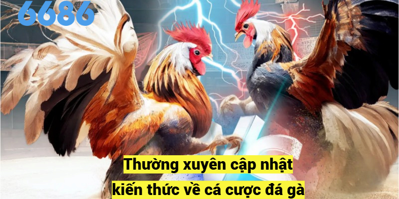 Thường xuyên cập nhật kiến thức về cá cược đá gà